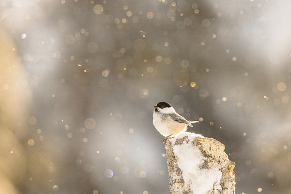 photographe de nature et d'oiseaux, mésange