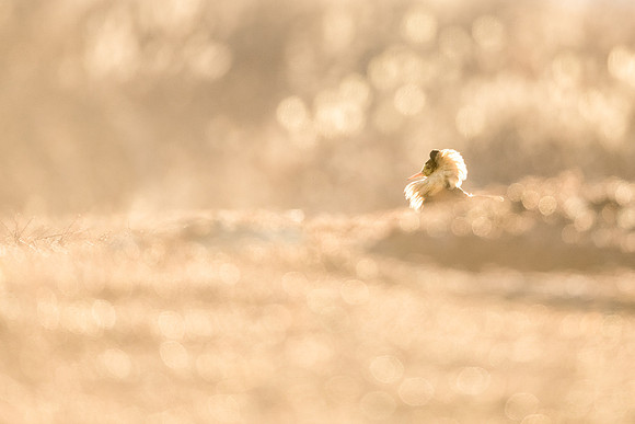 photographe de nature et d'oiseaux, chevalier combattant