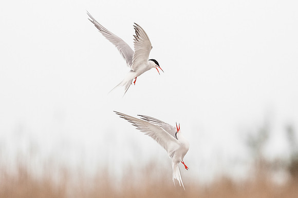 photographe de nature et d'oiseaux, sternes