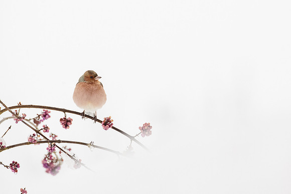 photographe de nature et d'oiseaux, pinson