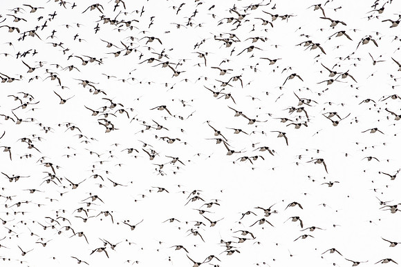 photographe de nature et d'oiseaux, guillemots