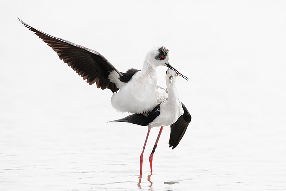 photographe de nature et d'oiseaux, échasses