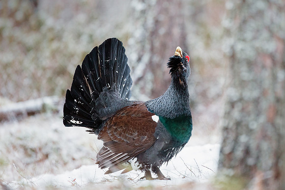 photographe de nature et d'oiseaux, grand tétras