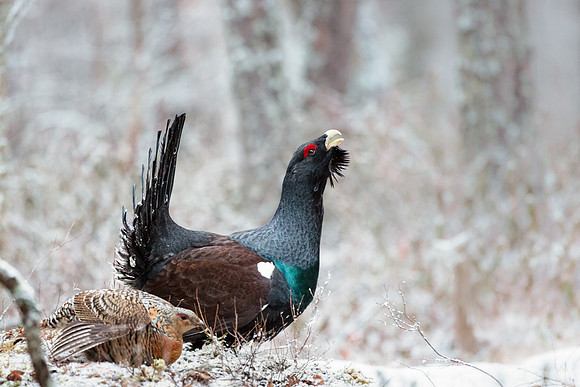 photographe de nature et d'oiseaux, grand tétras